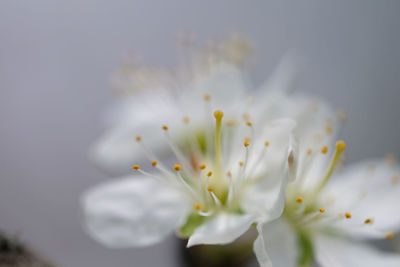 Close-up of white flowering plant