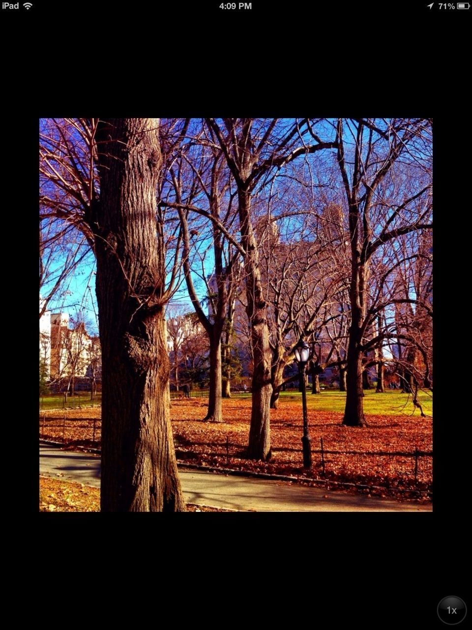 tree, bare tree, branch, tree trunk, transfer print, auto post production filter, park - man made space, growth, nature, tranquility, sky, park, built structure, building exterior, tranquil scene, day, architecture, silhouette, landscape, field