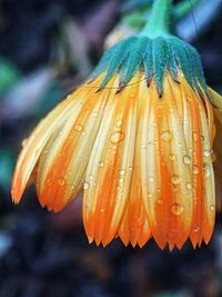 Close-up of wet yellow rose flower