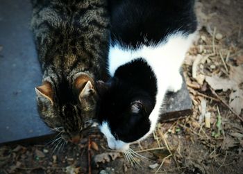 High angle view of stray cats