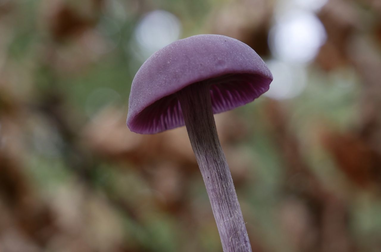 CLOSE-UP OF WILD MUSHROOM