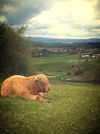 Cows relaxing on grassy field