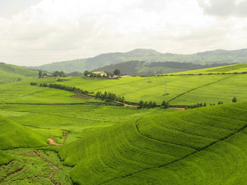 High angle view of rice field against cloudy sky