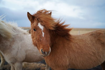 Horse standing on field in iceland