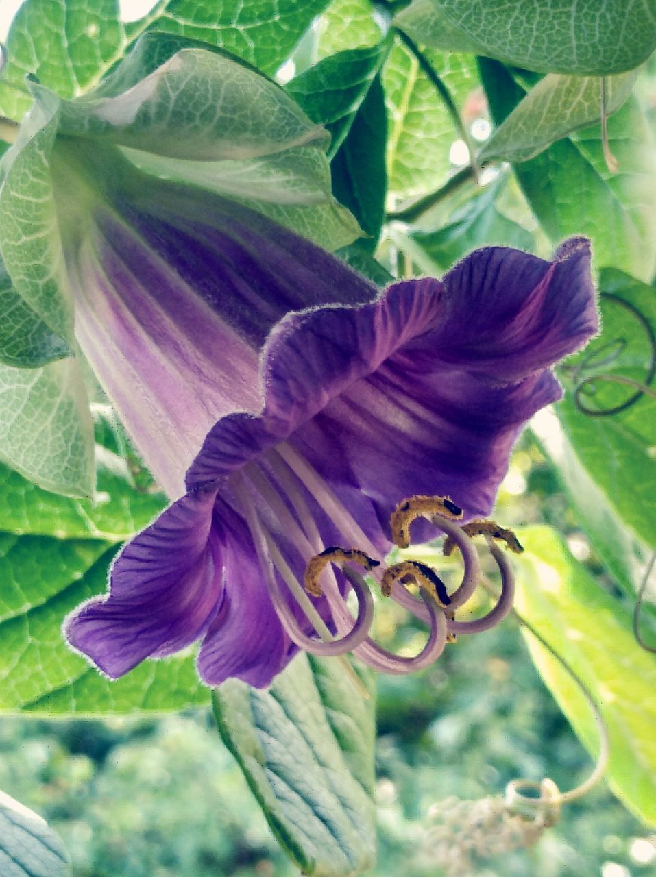 CLOSE-UP OF PURPLE FLOWER