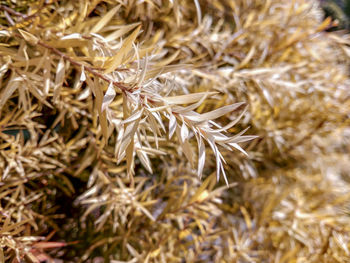 Close-up of dried plant