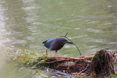 Bird perching on a lake