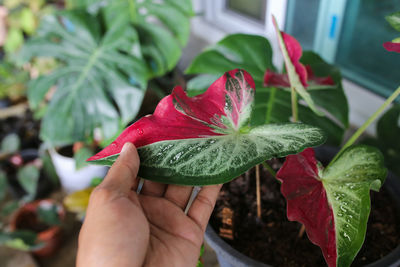 Close-up of hand holding leaves