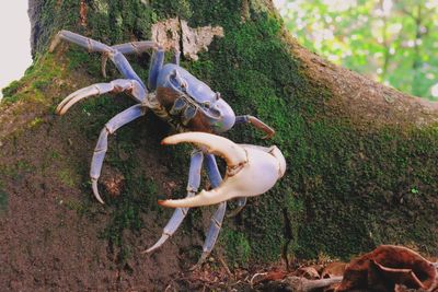Close-up of crab on tree trunk