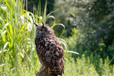 Bird perching on a plant