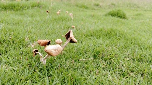 Ducks on field