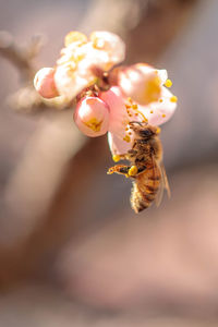 Close-up of bee pollinating flower