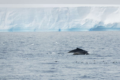 Humback whale with a calf and penguins in front of a tabular iceberg in the antarctic sound.