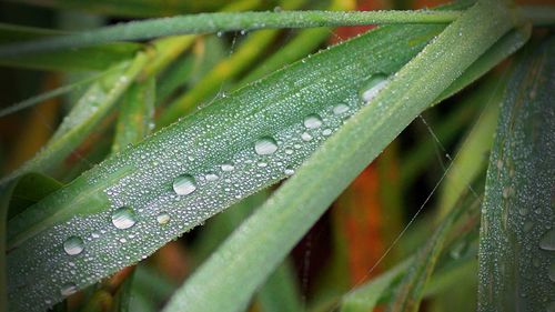 Close-up of water drops on leaf