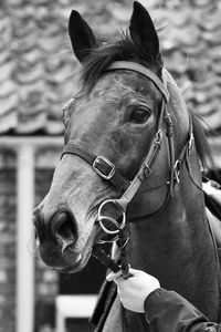 Close-up of horse in ranch