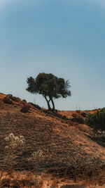 Tree on field against clear sky