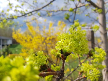 Close-up of yellow flowering plant
