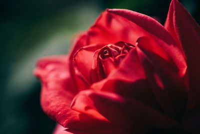 Close-up of pink rose