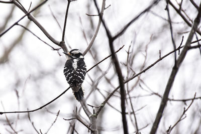 Close-up of woodpecker on tree branch