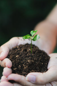 Cropped hand holding sapling