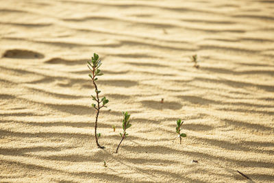 Close-up of plant on sand