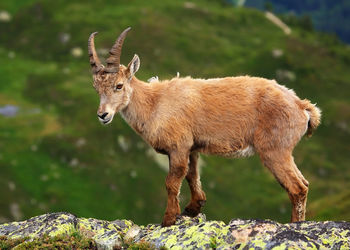 Ide view of ibex standing on rock