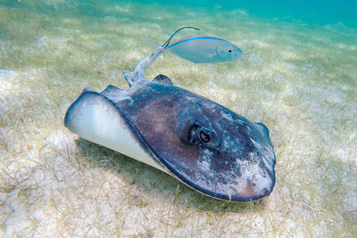 Stingray and fish swimming at ocean floor