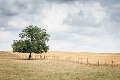 Scenic view of field against sky. scenic view of tree on field 