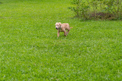 Dog running in grass