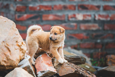 Puppy standing on rocks outdoors