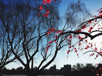 Low angle view of trees against sky