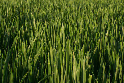 Full frame shot of wheat field