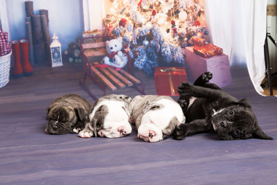 Close-up of english bulldog puppies lying on christmas backdrop