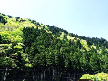 Low angle view of trees against clear sky