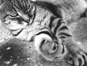 Close-up portrait of a cat