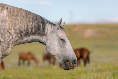 Close-up of horse on field