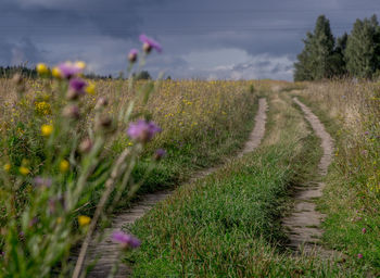 Scenic view of flowering plants on field against sky