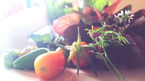 Close-up of vegetables