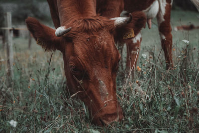 Portrait of a horse on field