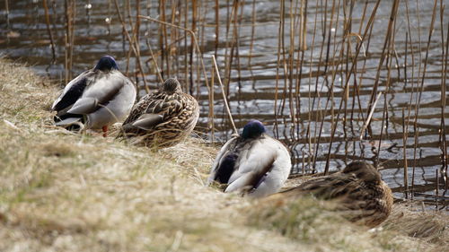 Ducks in lake