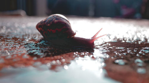 Close-up of snail on table