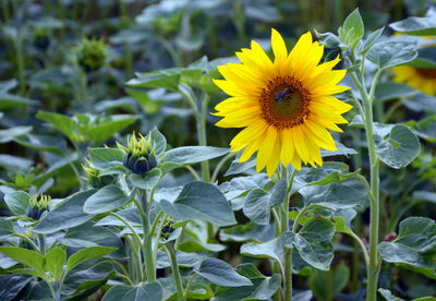 Close-up of yellow flowers blooming outdoors