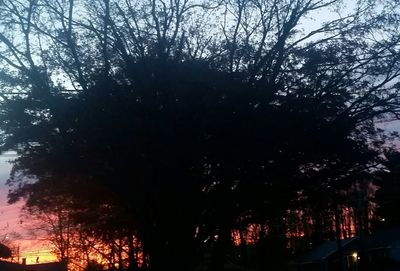 Silhouette trees against sky at night