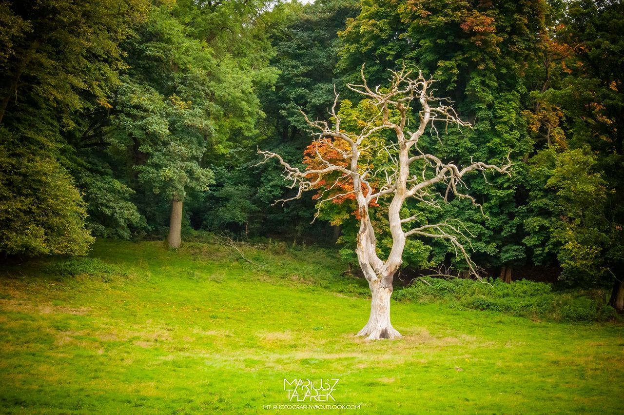 tree, grass, green color, tranquility, growth, tree trunk, tranquil scene, nature, field, beauty in nature, grassy, scenics, branch, park - man made space, landscape, sunlight, day, lush foliage, non-urban scene, outdoors