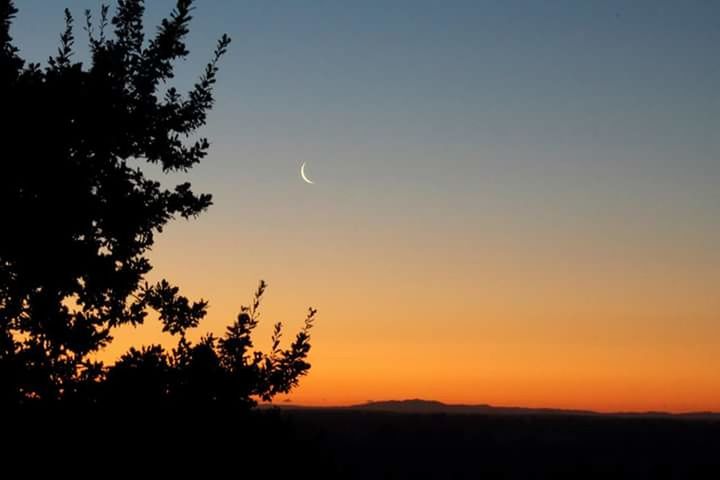 SILHOUETTE TREES ON LANDSCAPE AGAINST CLEAR SKY