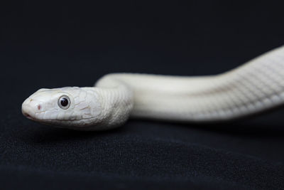 Close-up of snake