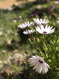 Close-up of white flowers blooming outdoors