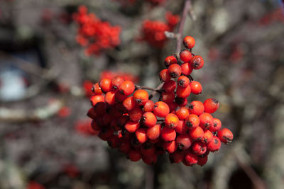 Close-up of rowanberry