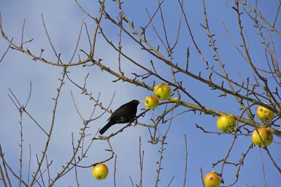 Low angle view of bird perching on tree against sky