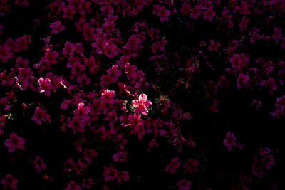 Full frame shot of flowers